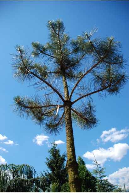 Сосна звичайна (штамб) 